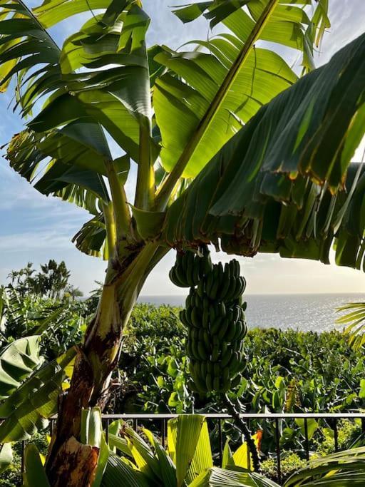 Design-Villa The Banana House Arco da Calheta  Dış mekan fotoğraf